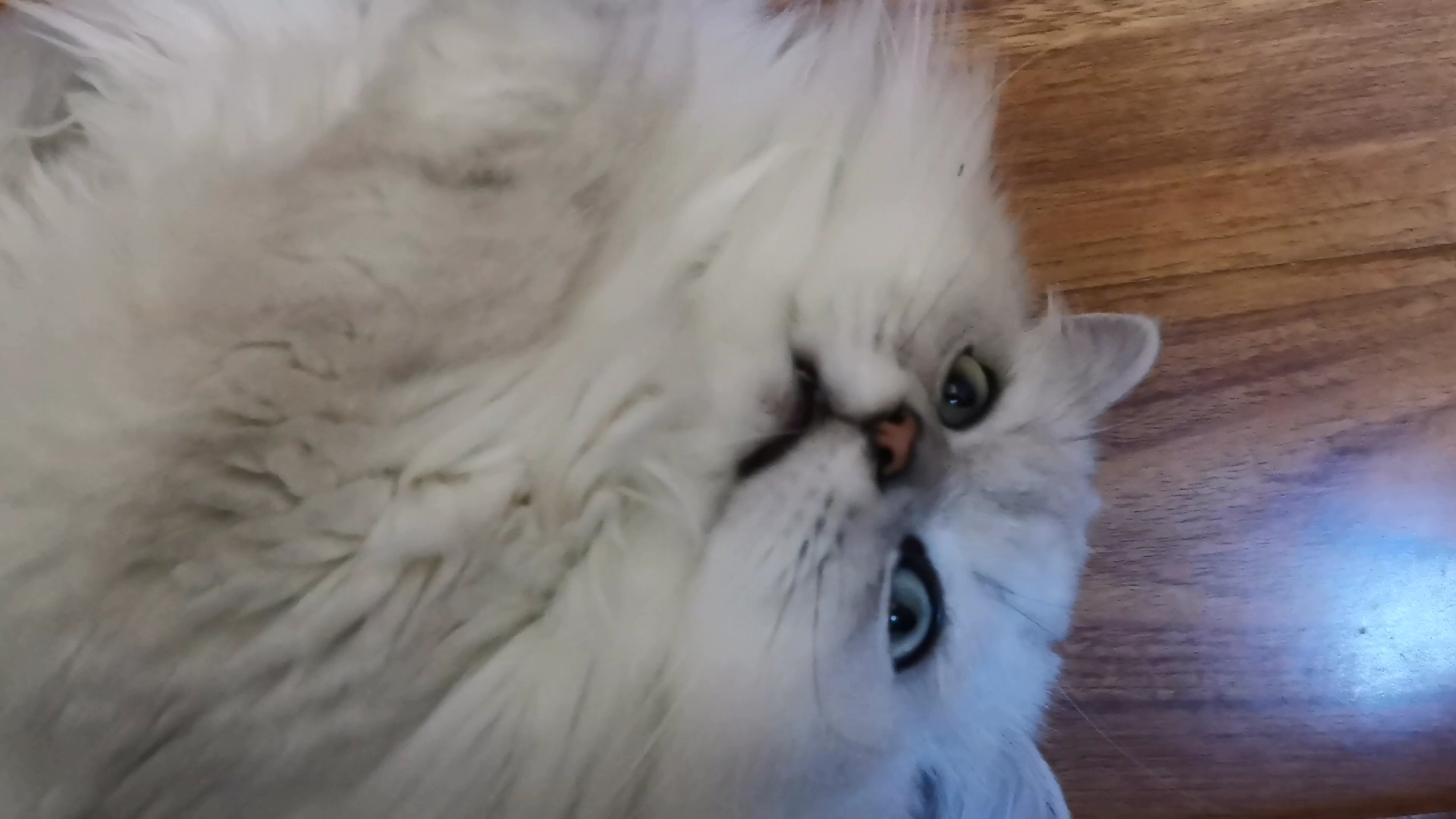 【米糊】一见面就想咬我的猫猫